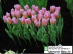 [monarch beauty 0204.JPG]